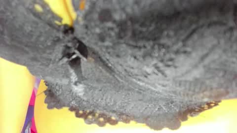 pamela online show from 10.23.25