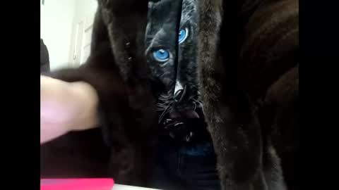 Snapshot of angelo4ek_olya chatting on 01.21.25 Your dreams best breasts online show from 01.21.25