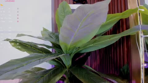 Ana online show from 01.20.25