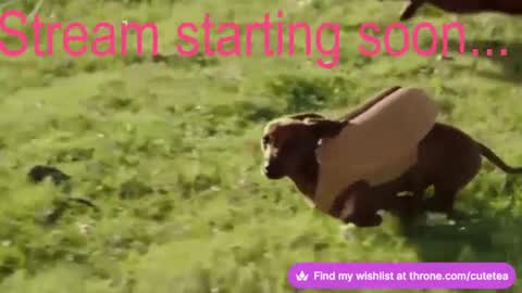 Cutetea online show from 12.09.24