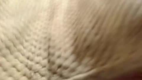 EVA  online show from 12.14.24