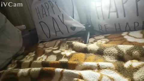 Snapshot of gatodes6116291 chatting on 10.30.25 gatodes6116291 online show from 10.30.25