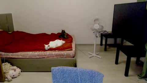 Snapshot of kitten_jenny01 chatting on 02.10.25 Jennyblonde and Emmabrunette online show from 02.10.25