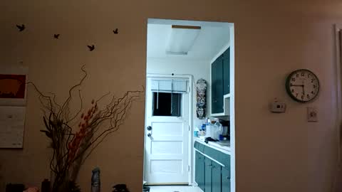 Snapshot of lacybell chatting on 03.08.25 lacybell online show from 03.08.25