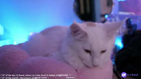 Snapshot of misshowl chatting on 01.11.25 Lexi Bitch Tits Baked Goldfish Howl Miss Zero Remeber The First online show from 01.11.25