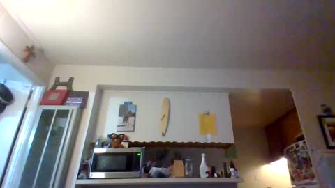 pawgkiller online show from 10.11.25