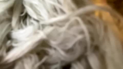 Snapshot of percocetpete45 chatting on 12.03.24 Poonshiner online show from 12.03.24