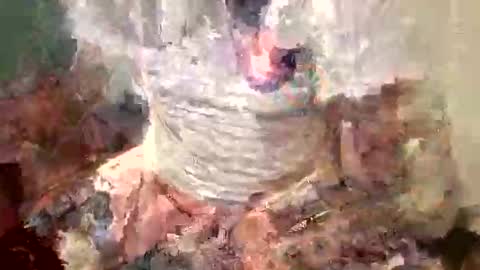 samboiamtho online show from 11.01.25