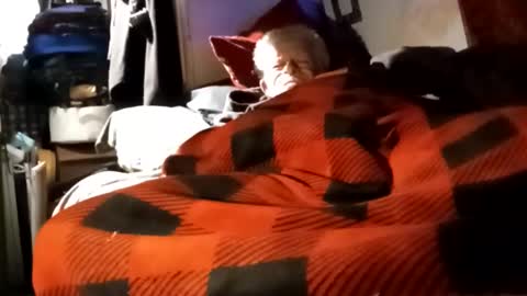 Shamroc online show from 12.04.24