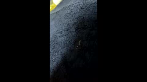 Snapshot of shurthingxx chatting on 01.28.25 shurthingxx online show from 01.28.25