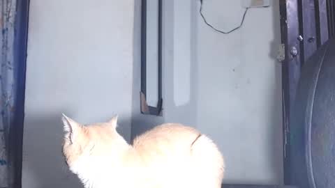 Snapshot of sofiadoll77 chatting on 03.01.25 sofiadoll77 online show from 03.01.25