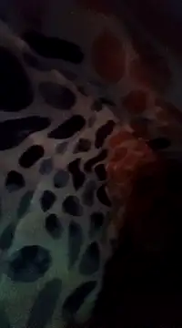 Snapshot of Xoc8_ chatting on 12.08.24 Xoc8  online show from 12.08.24