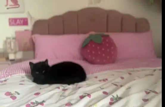 Snapshot of pinkie_piexx chatting on 02.14.25 pinkie piexx online show from 02.14.25