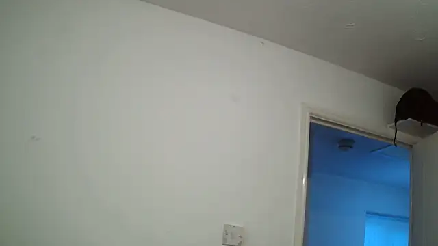 Snapshot of rampartzz chatting on 03.06.25 rampartzz online show from 03.06.25