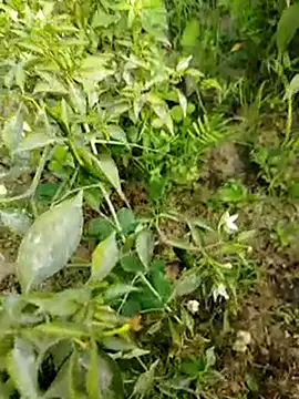 sweet suman online show from 01.15.25