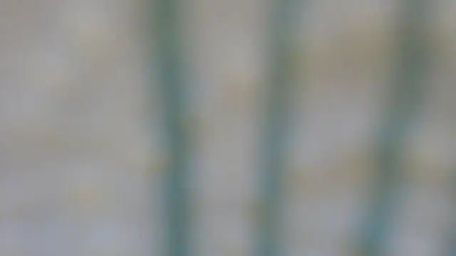 Snapshot of RobertaFox69 chatting on 12.06.24 RobertaFox69 online show from 12.06.24