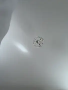 Snapshot of Desire-XOXOX chatting on 09.25.25 Desire-XOXOX online show from 09.25.25