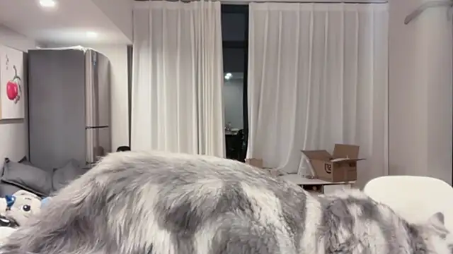 Snapshot of ZhaoZhao-ZM chatting on 10.11.25 ZhaoZhao-ZM online show from 10.11.25