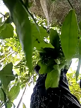 callistra online show from 10.30.25