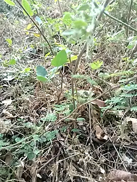 Snapshot of Hot_Love77 chatting on 12.02.25 Hot Love77 online show from 12.02.25