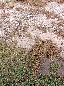 Snapshot of sexygosht chatting on 12.01.25 sexygosht online show from 12.01.25