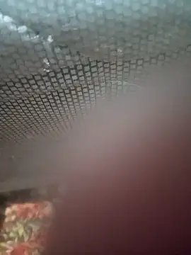 Snapshot of Ariee_199 chatting on 12.04.25 Ariee 199 online show from 12.04.25