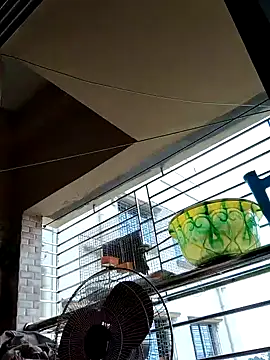 Snapshot of sanjib-1234 chatting on 09.19.25 sanjib-1234 online show from 09.19.25